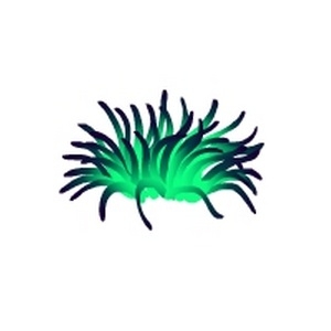 Green Sea Anemone